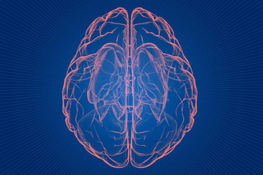Illustration of human brain