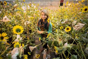 Catie Kitrinos among her blooming sunflowers