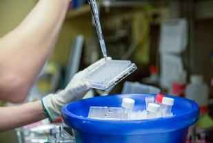 Student working in lab